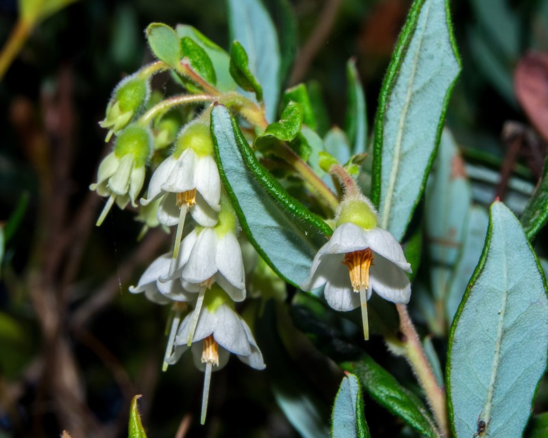 Vaccinium kunthianum photo 8
