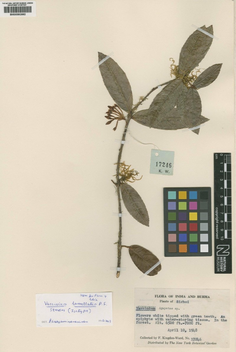 Vaccinium lamellatum