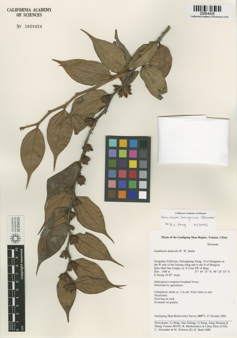 Vaccinium lanigerum