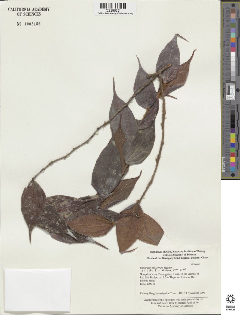 Vaccinium lanigerum photo 2