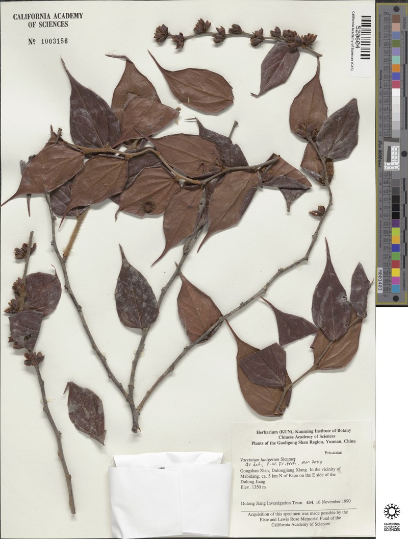 Vaccinium lanigerum photo 3