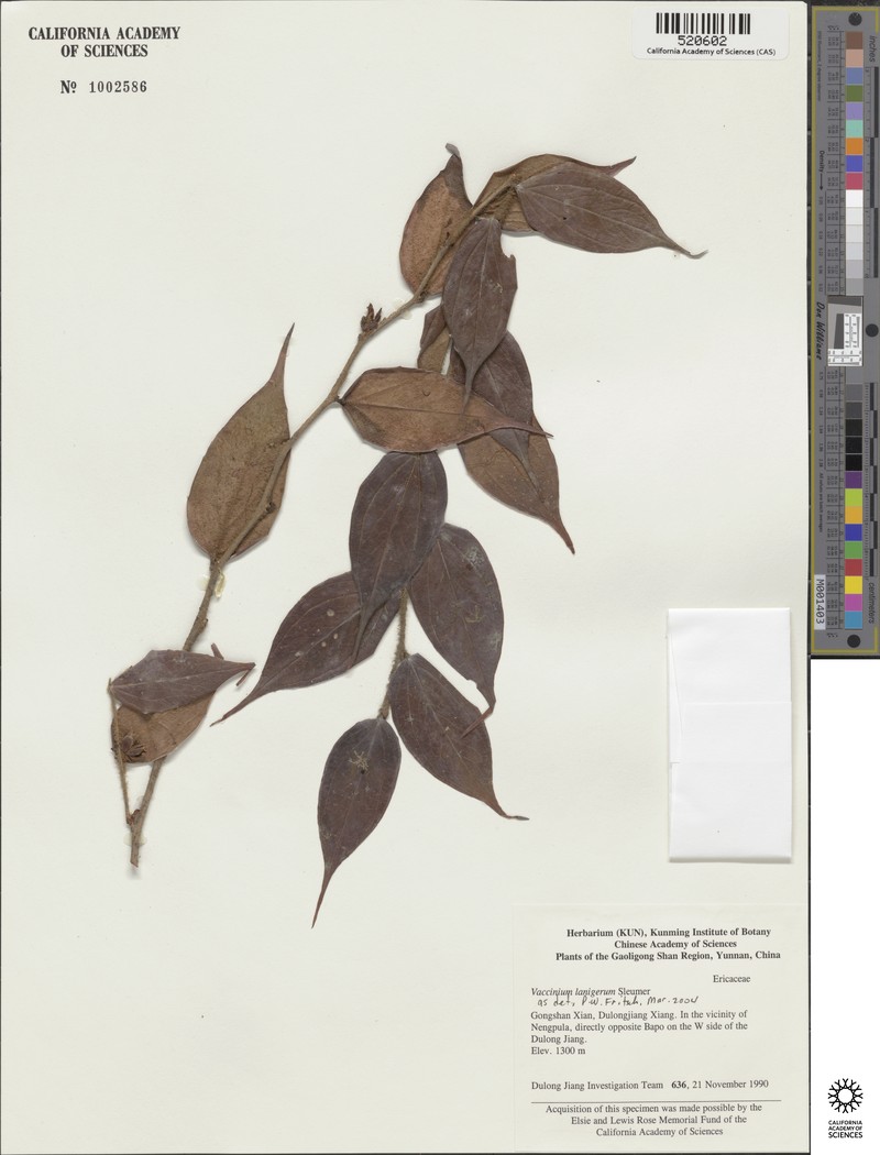 Vaccinium lanigerum photo 4