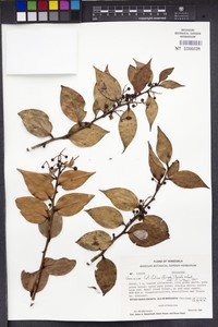Vaccinium latifolium