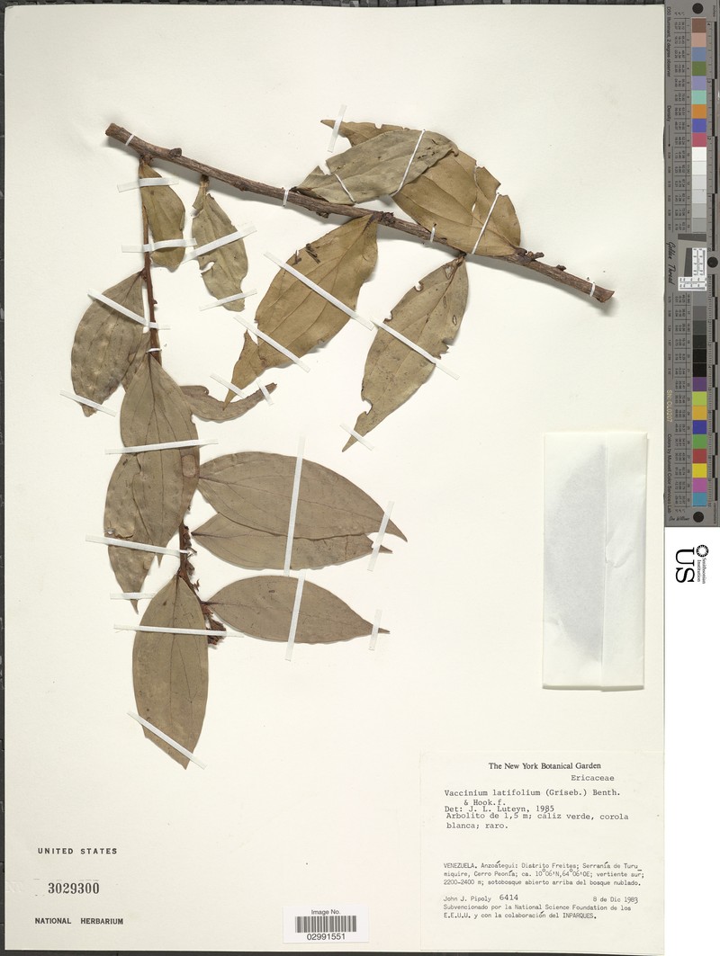 Vaccinium latifolium photo 2