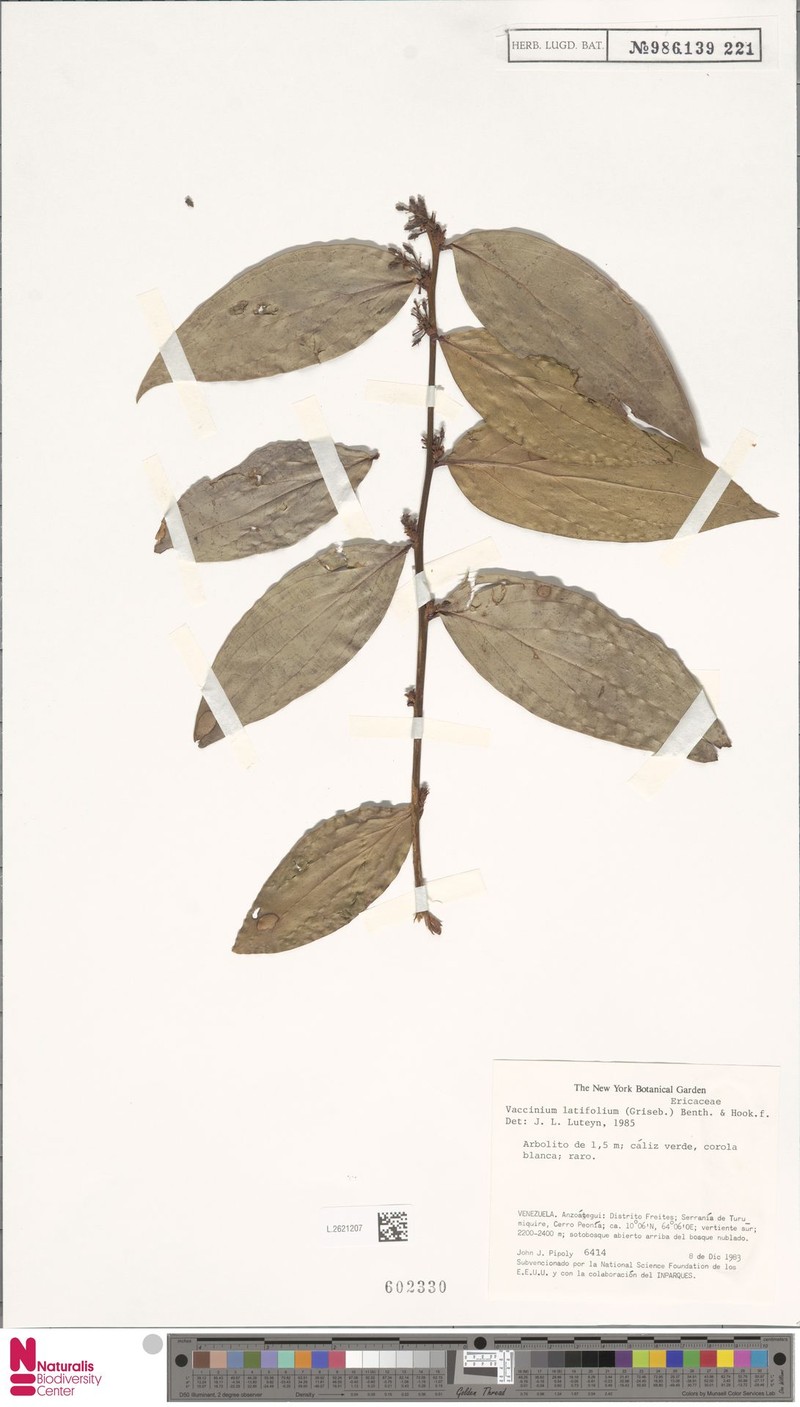 Vaccinium latifolium photo 3