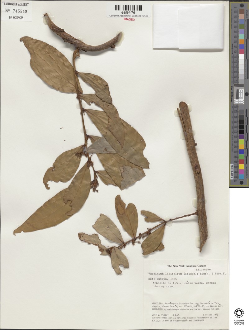 Vaccinium latifolium photo 4
