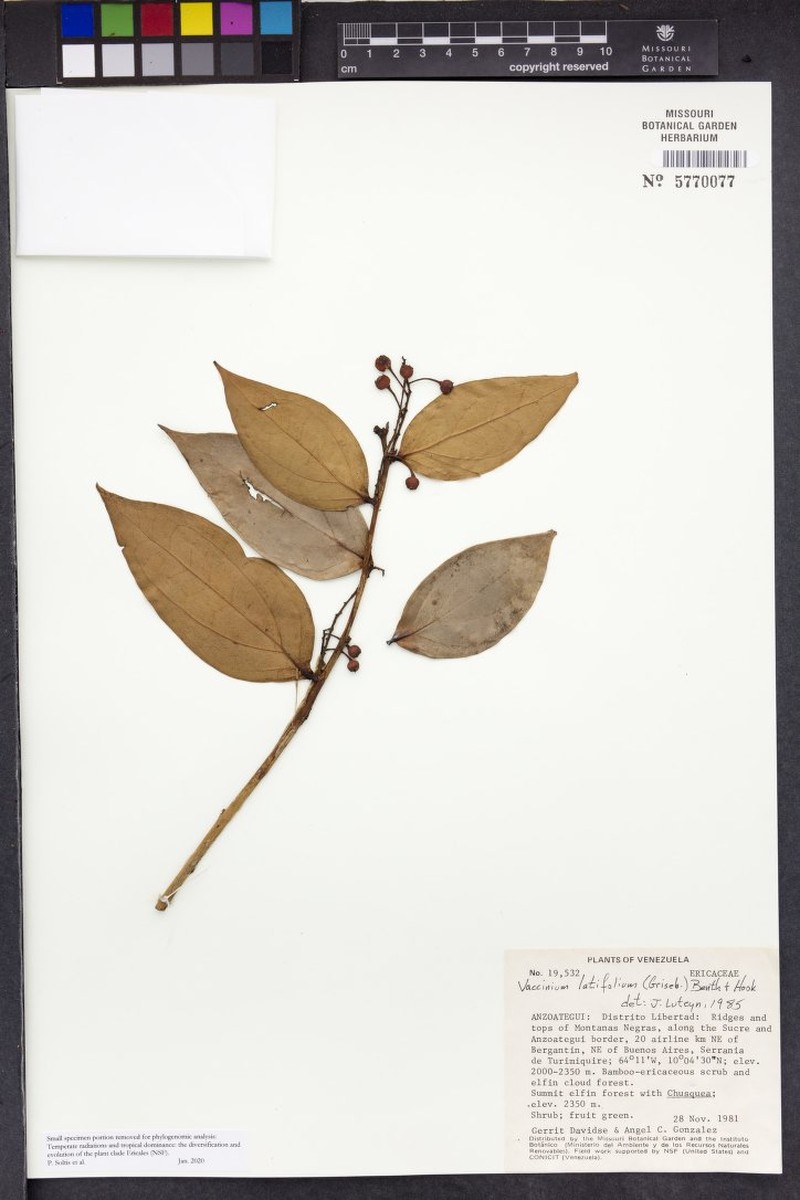 Vaccinium latifolium photo 5