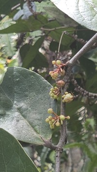 Vaccinium latissimum