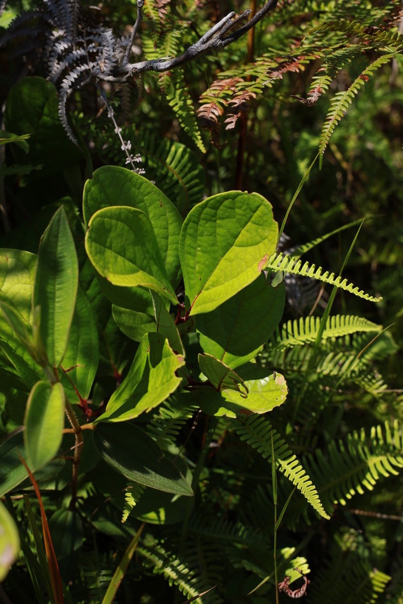 Vaccinium latissimum photo 3