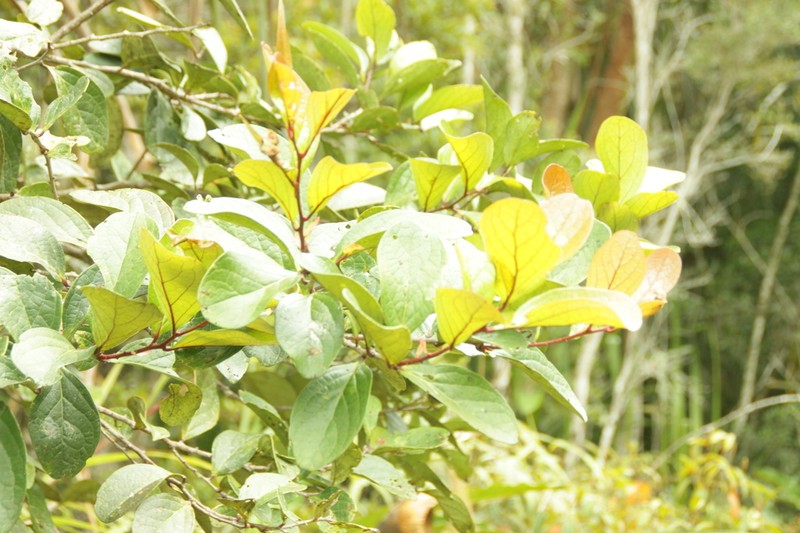 Vaccinium latissimum photo 4