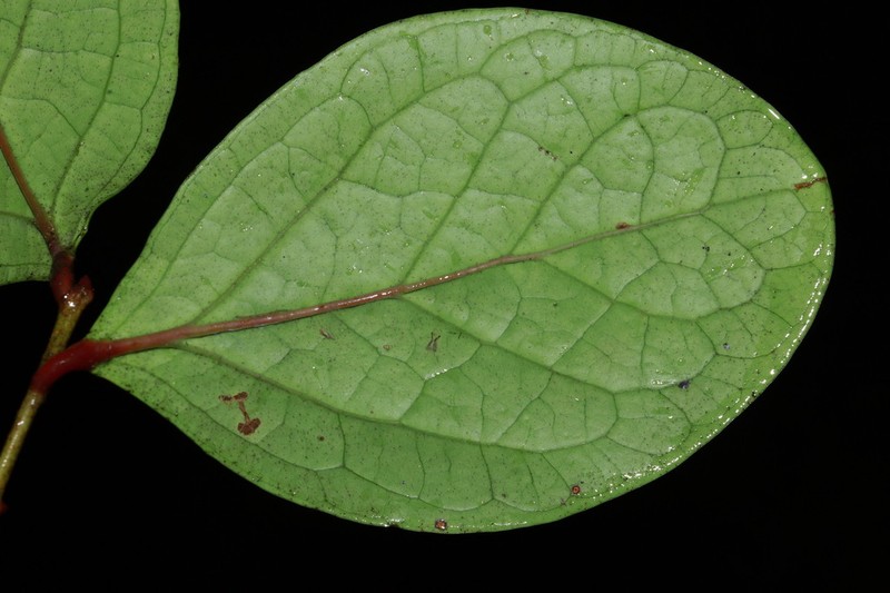 Vaccinium latissimum photo 5