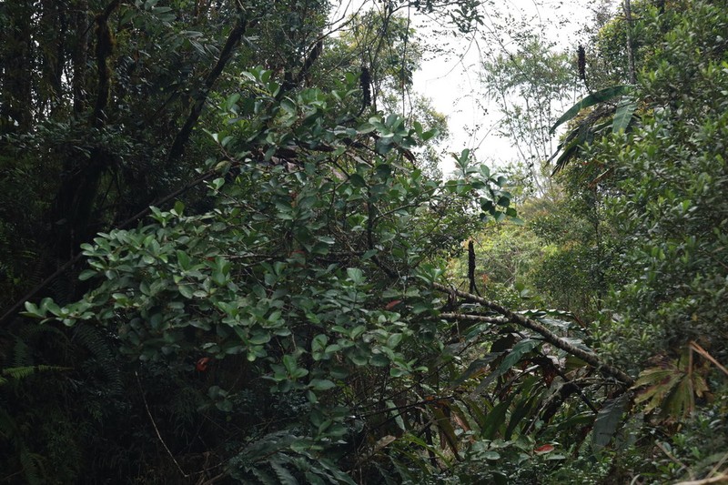 Vaccinium latissimum photo 6