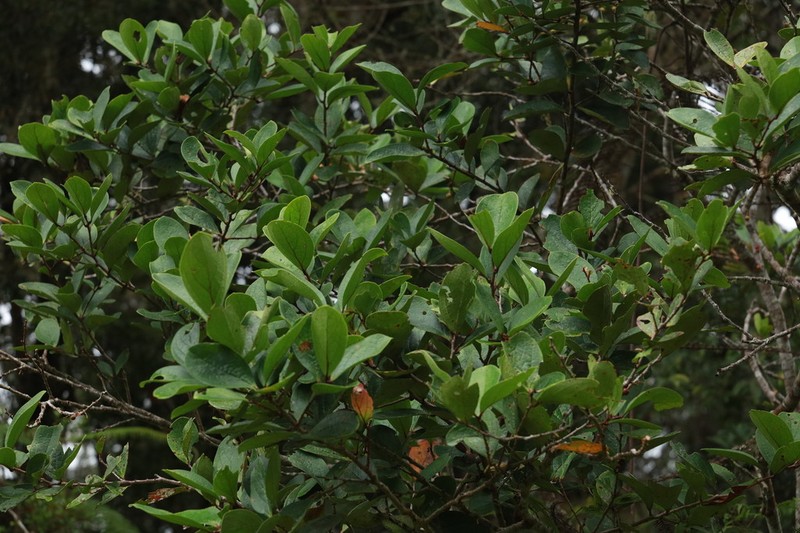 Vaccinium latissimum photo 8