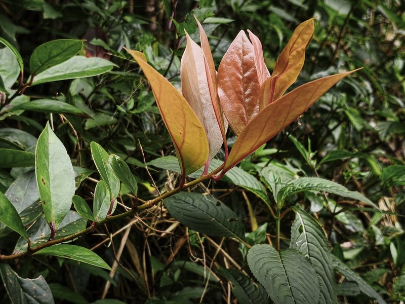 Vaccinium laurifolium