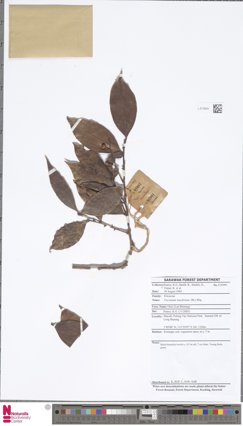 Vaccinium laurifolium photo 2
