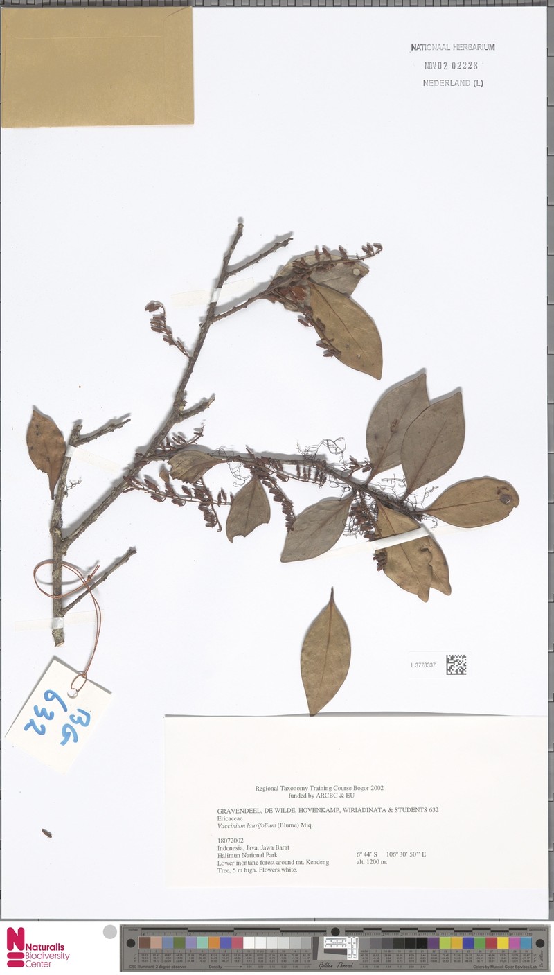 Vaccinium laurifolium photo 3