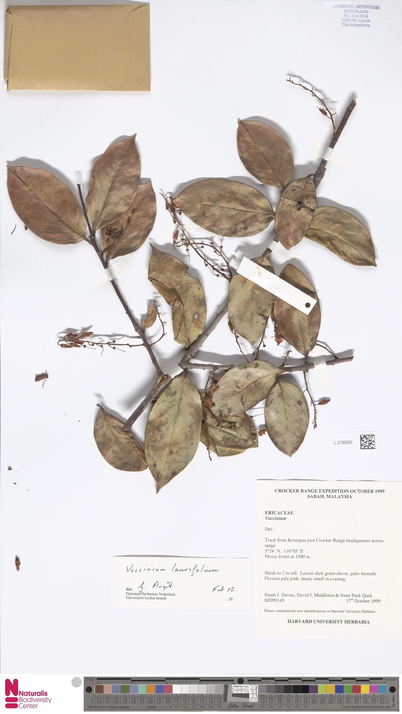 Vaccinium laurifolium photo 4