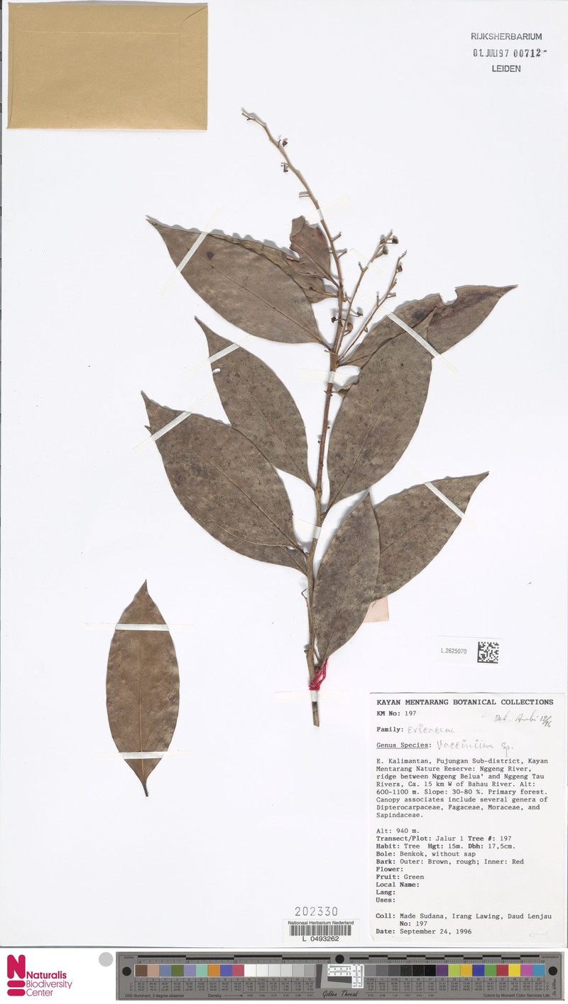 Vaccinium laurifolium photo 5
