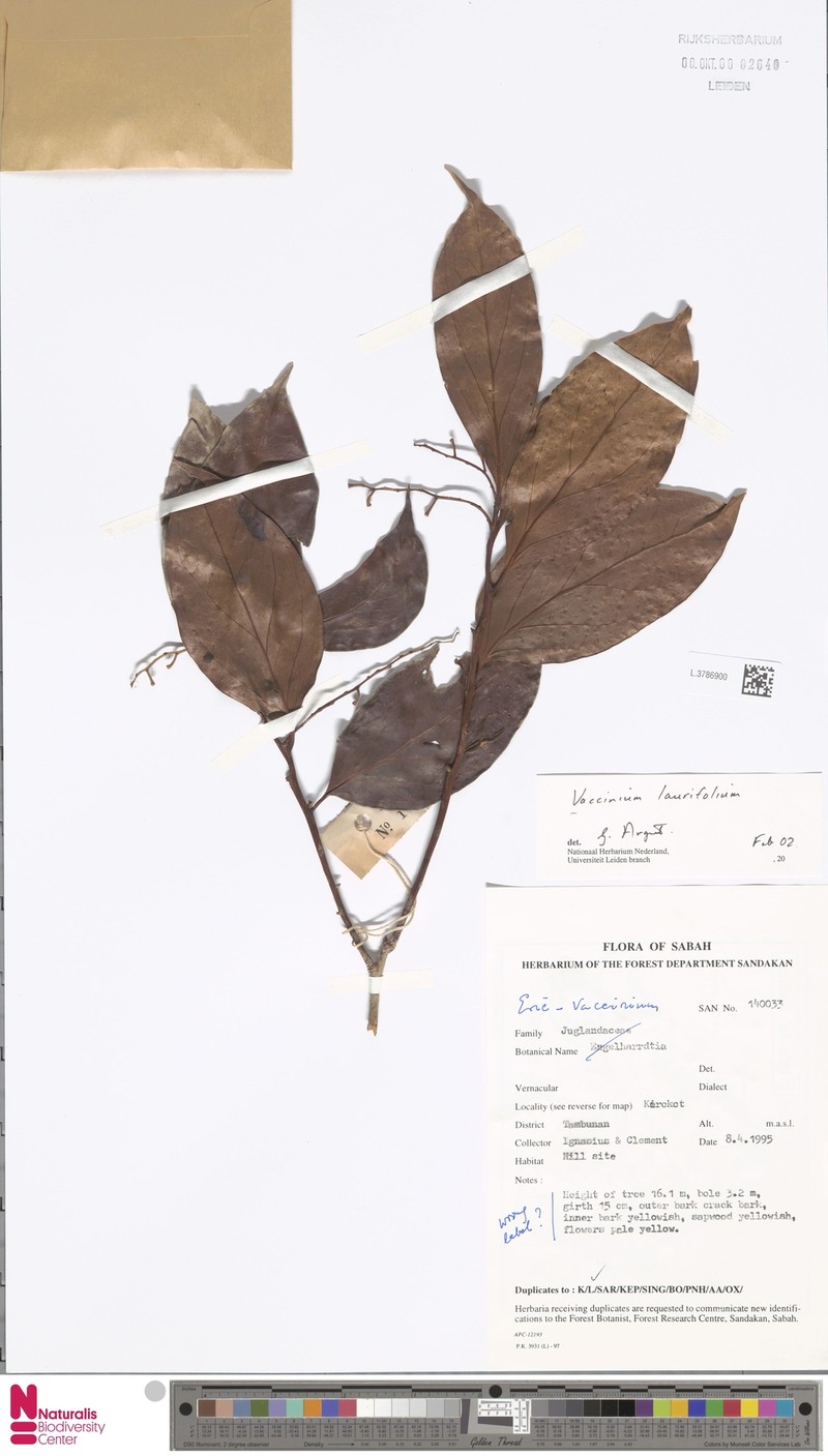 Vaccinium laurifolium photo 6