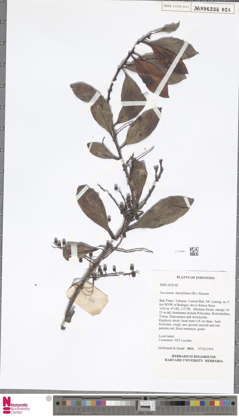 Vaccinium laurifolium photo 7
