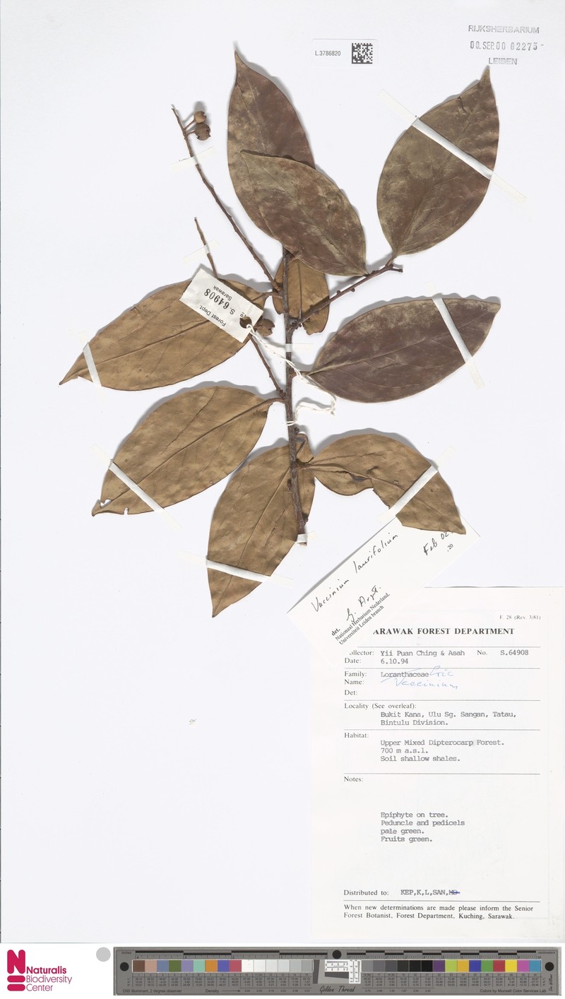 Vaccinium laurifolium photo 8