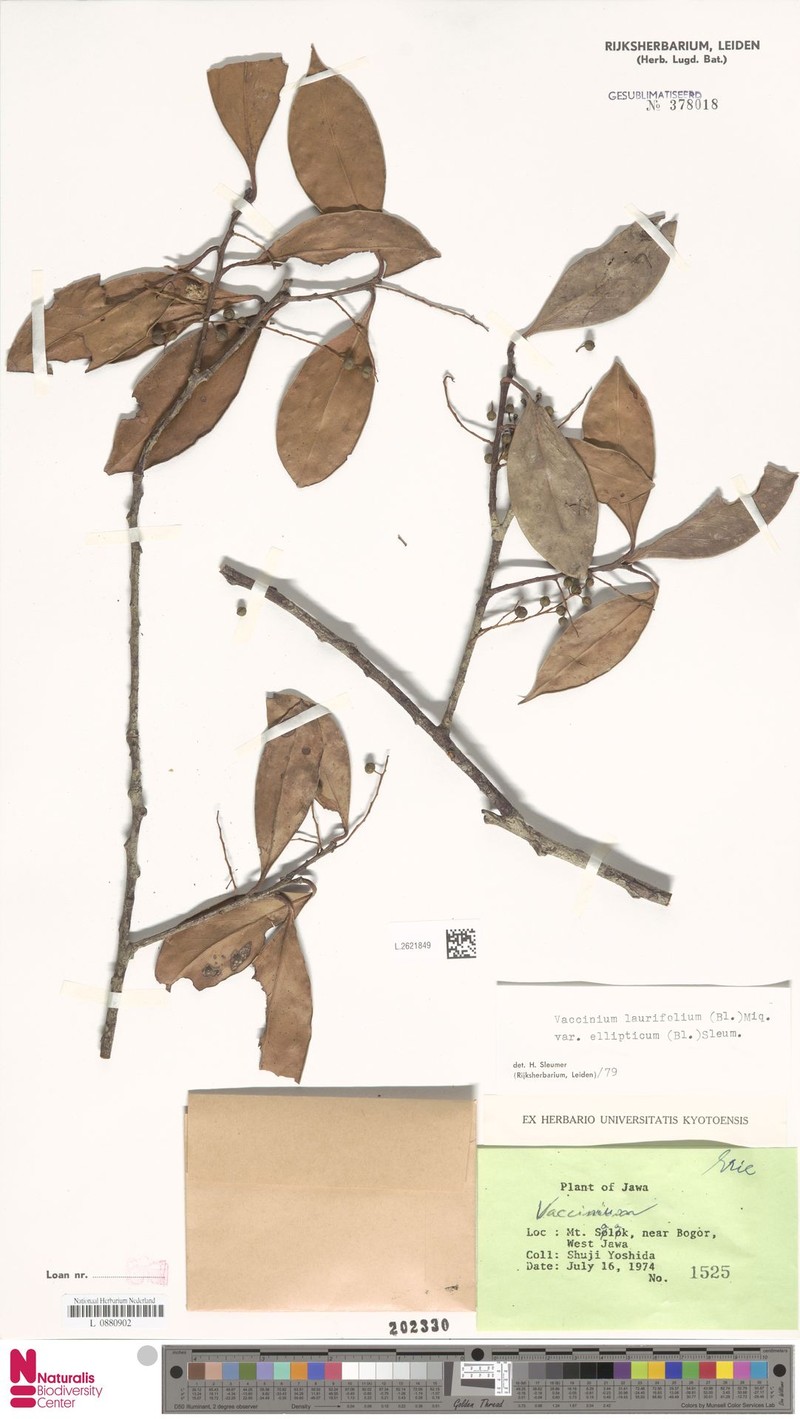 Vaccinium laurifolium var. ellipticum