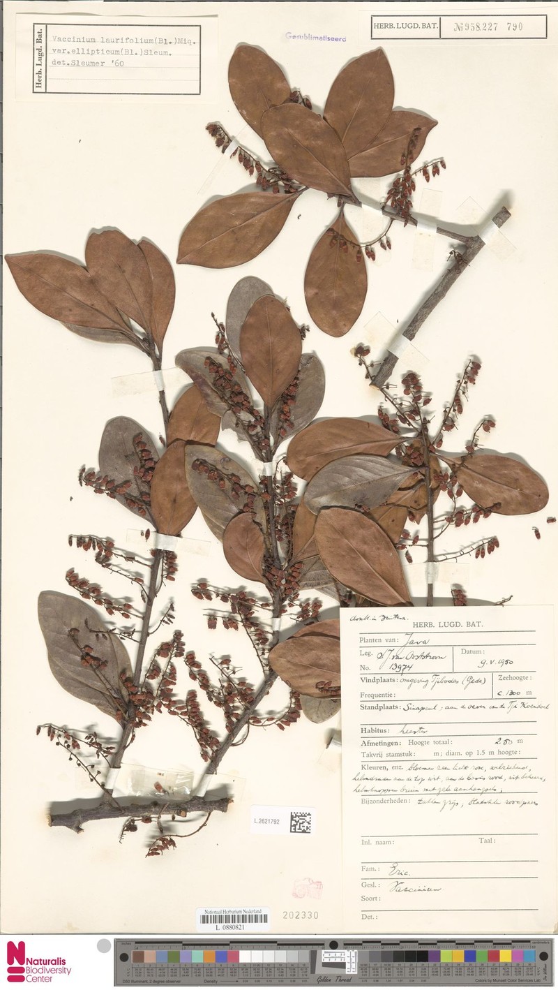Vaccinium laurifolium var. ellipticum photo 2