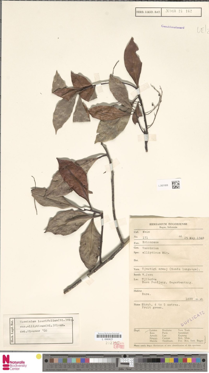 Vaccinium laurifolium var. ellipticum photo 3