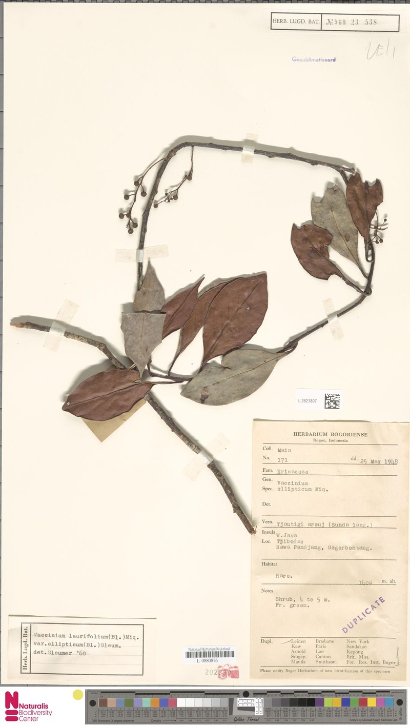 Vaccinium laurifolium var. ellipticum photo 4
