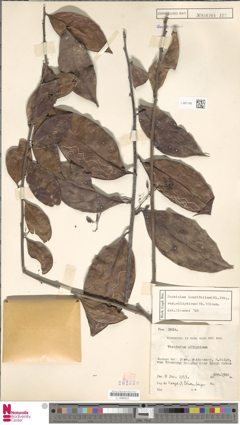 Vaccinium laurifolium var. ellipticum photo 5