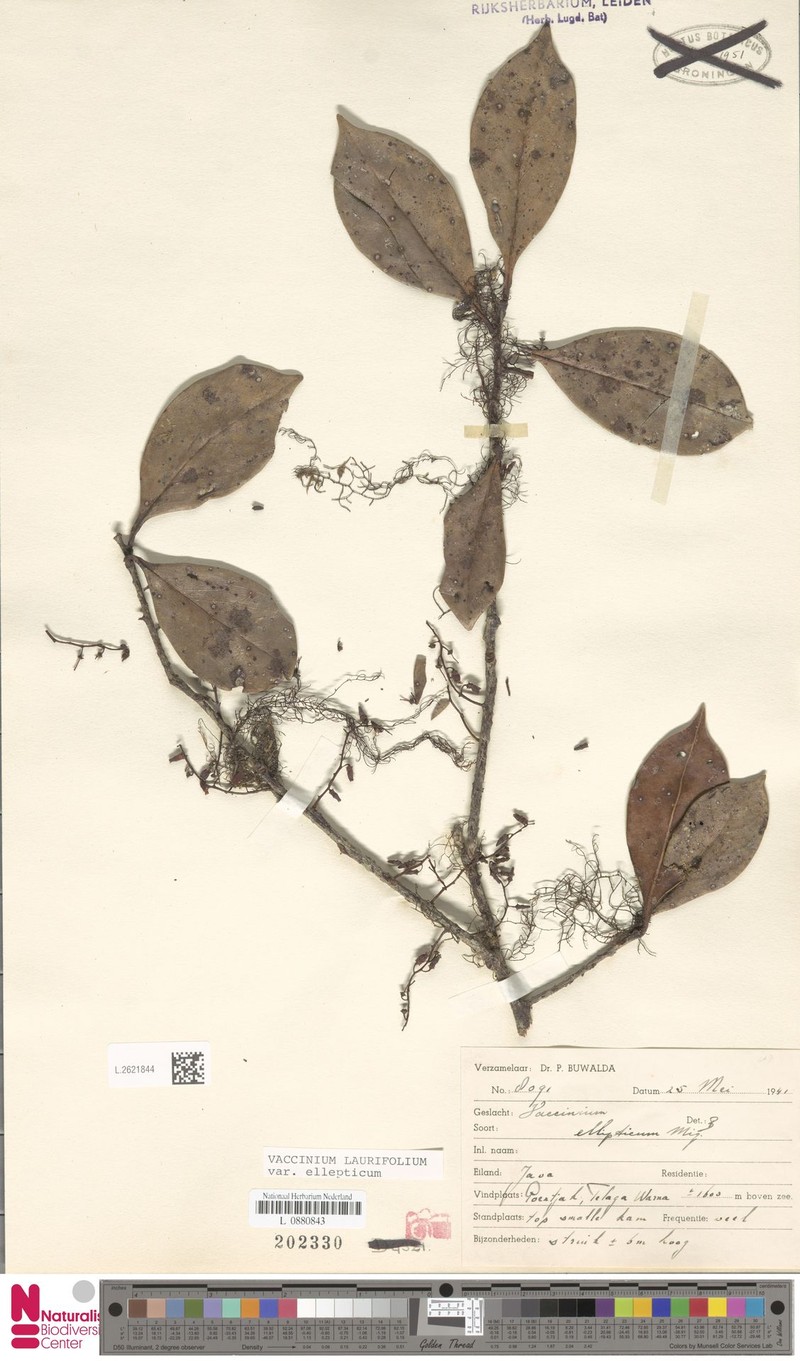 Vaccinium laurifolium var. ellipticum photo 6