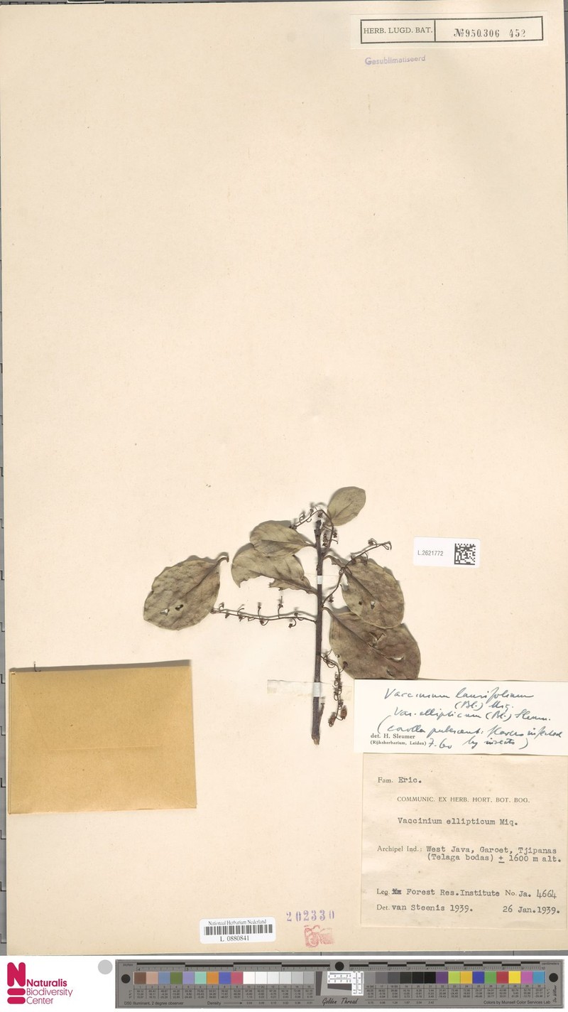 Vaccinium laurifolium var. ellipticum photo 7