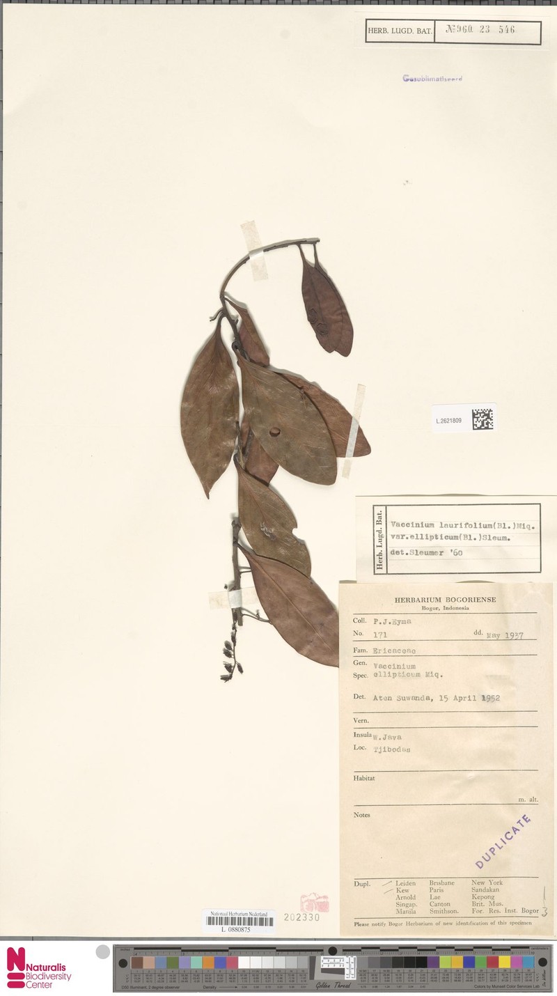 Vaccinium laurifolium var. ellipticum photo 8