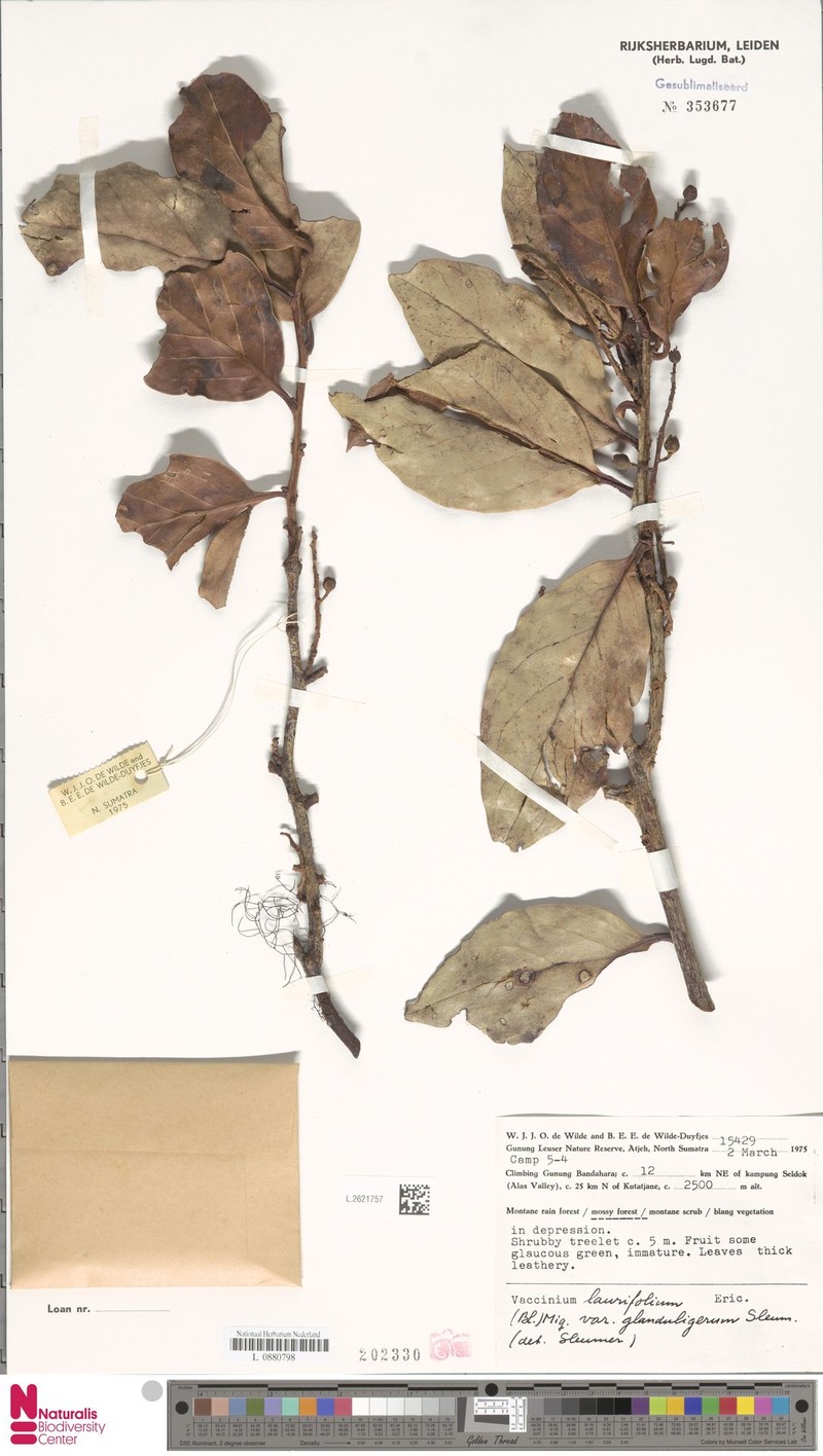 Vaccinium laurifolium var. glanduligerum