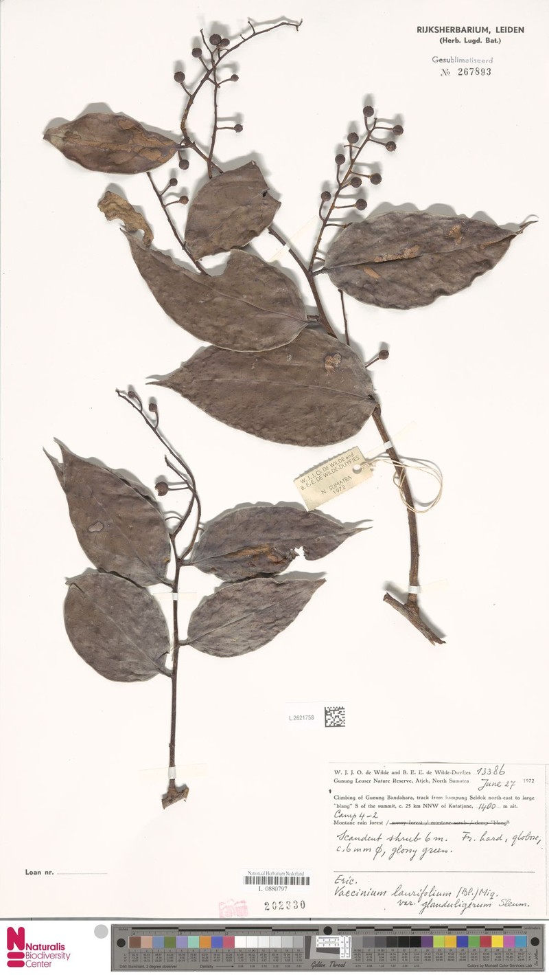 Vaccinium laurifolium var. glanduligerum photo 2