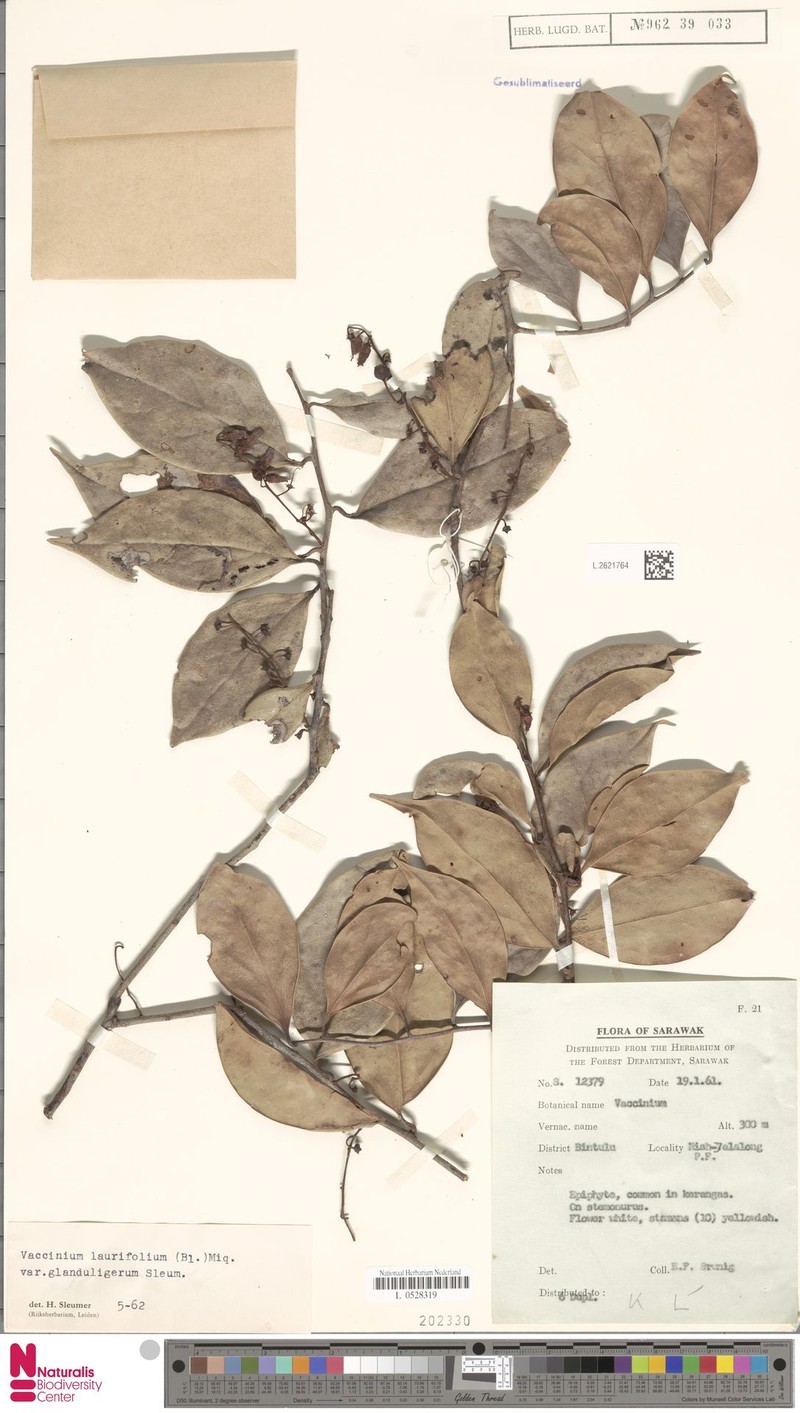 Vaccinium laurifolium var. glanduligerum photo 3