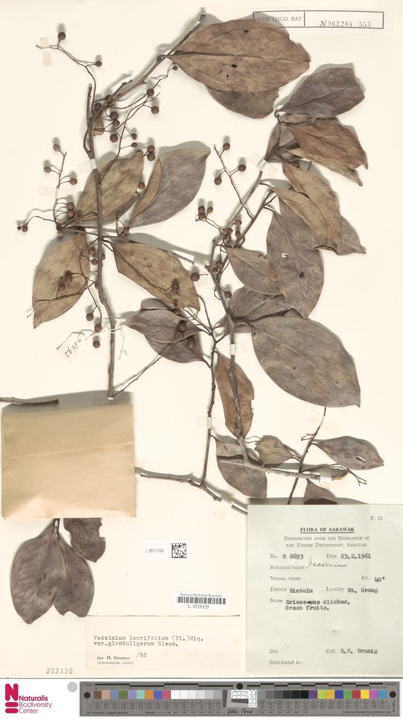 Vaccinium laurifolium var. glanduligerum photo 4