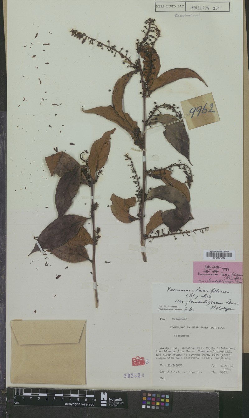 Vaccinium laurifolium var. glanduligerum photo 5