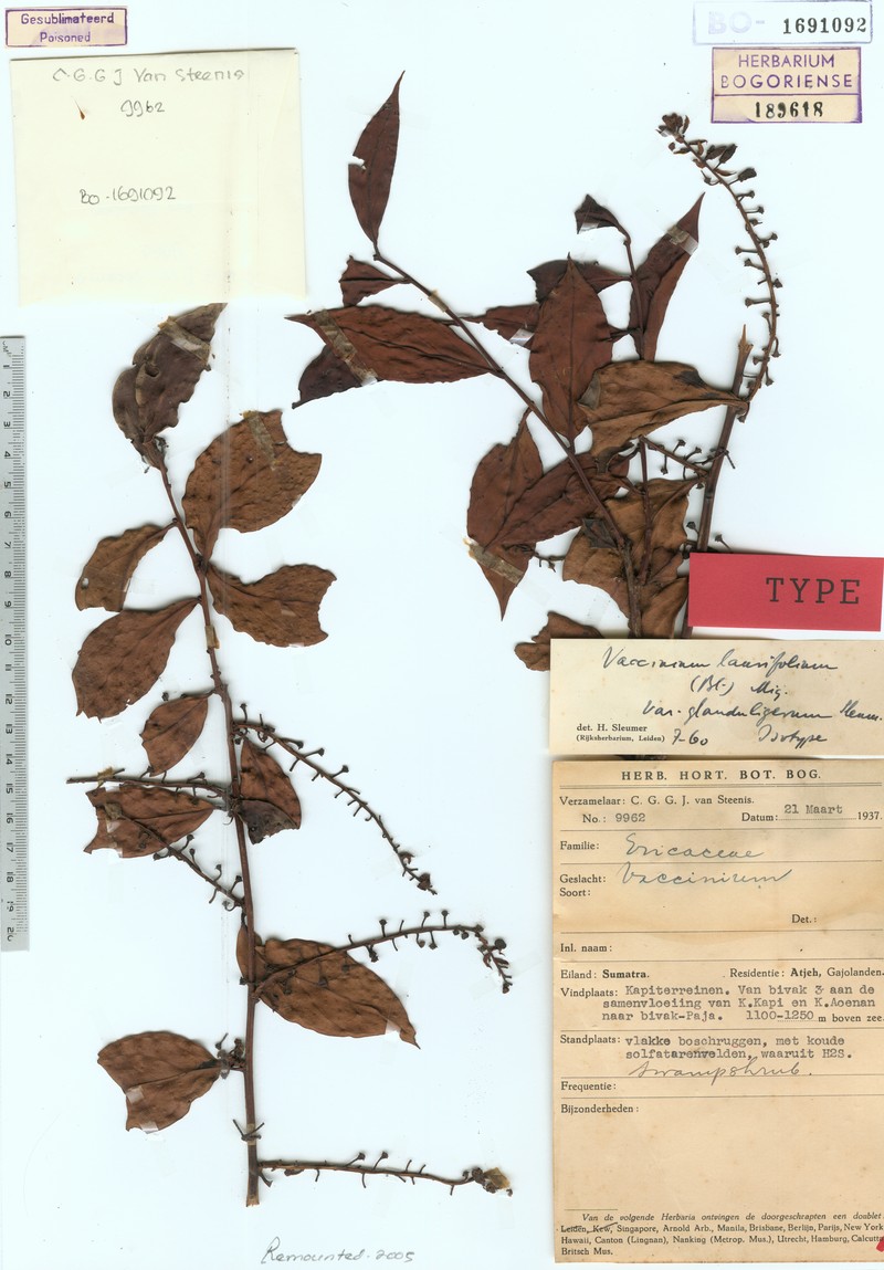 Vaccinium laurifolium var. glanduligerum photo 6