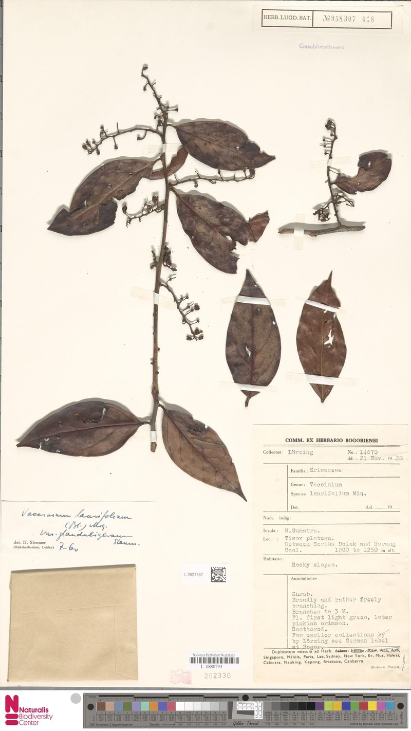 Vaccinium laurifolium var. glanduligerum photo 7