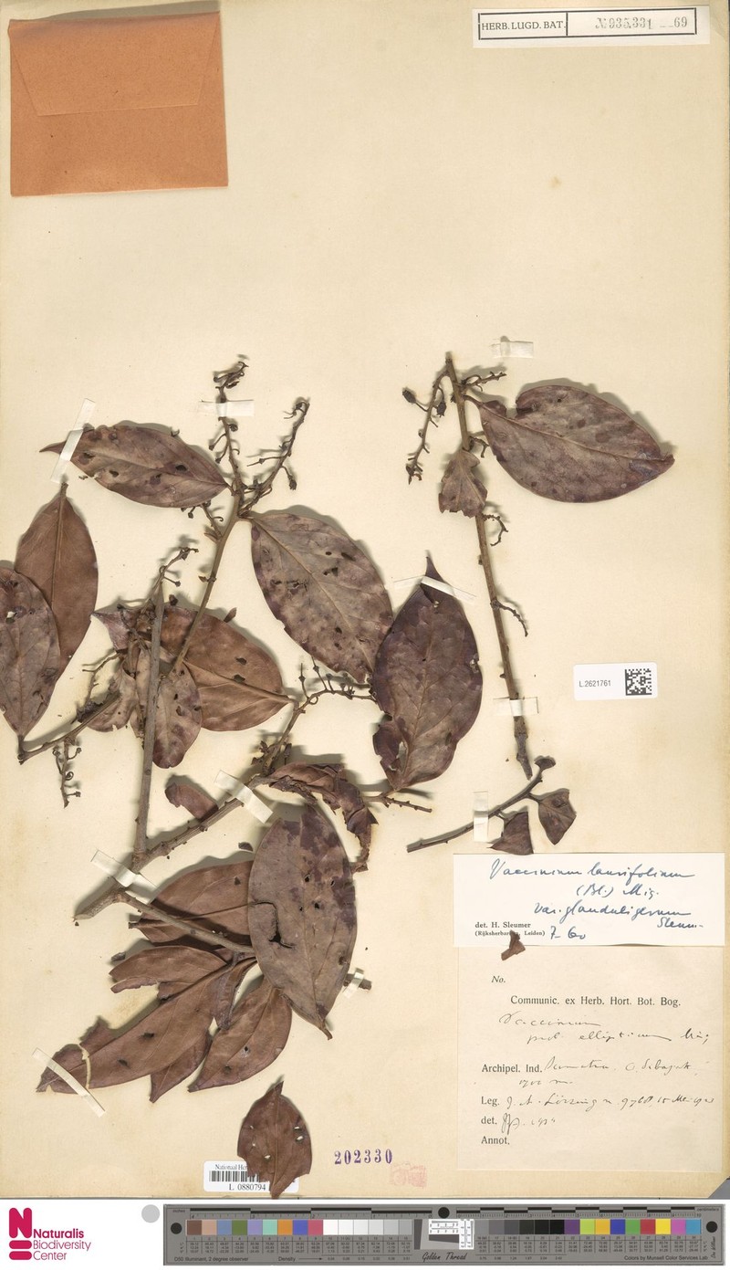 Vaccinium laurifolium var. glanduligerum photo 8