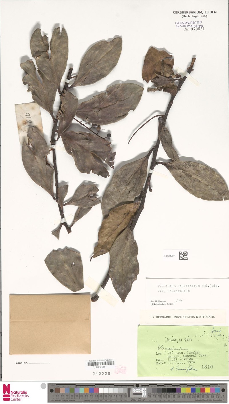 Vaccinium laurifolium var. laurifolium