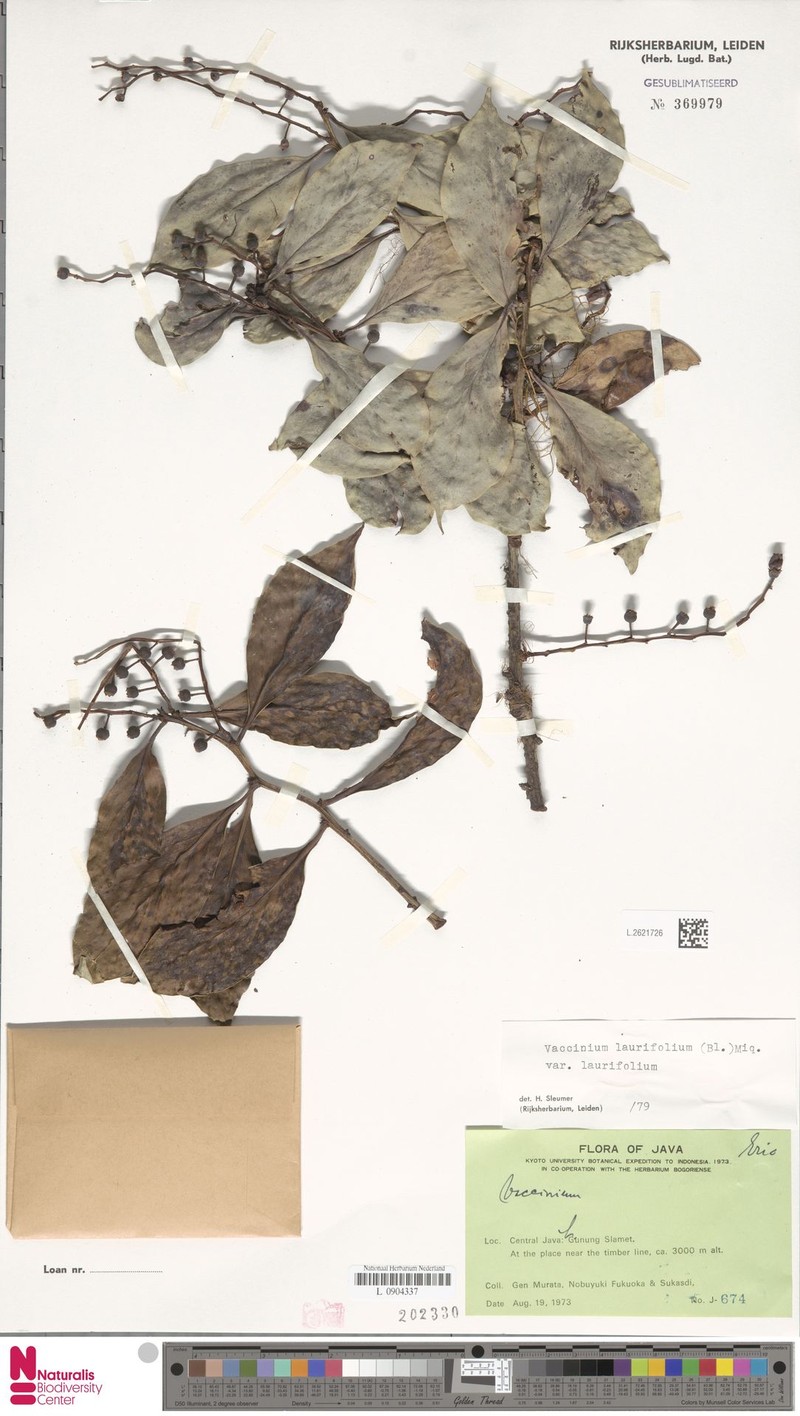 Vaccinium laurifolium var. laurifolium photo 2