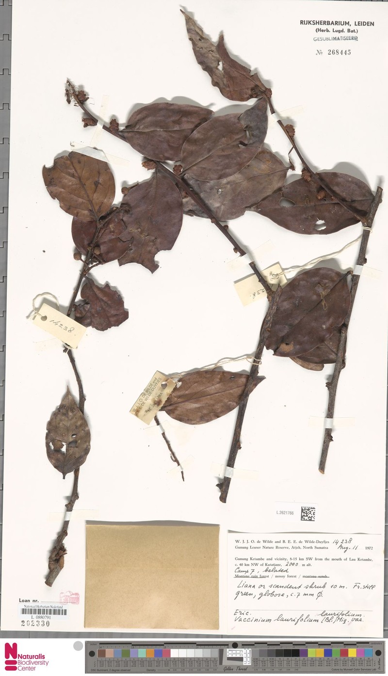Vaccinium laurifolium var. laurifolium photo 3