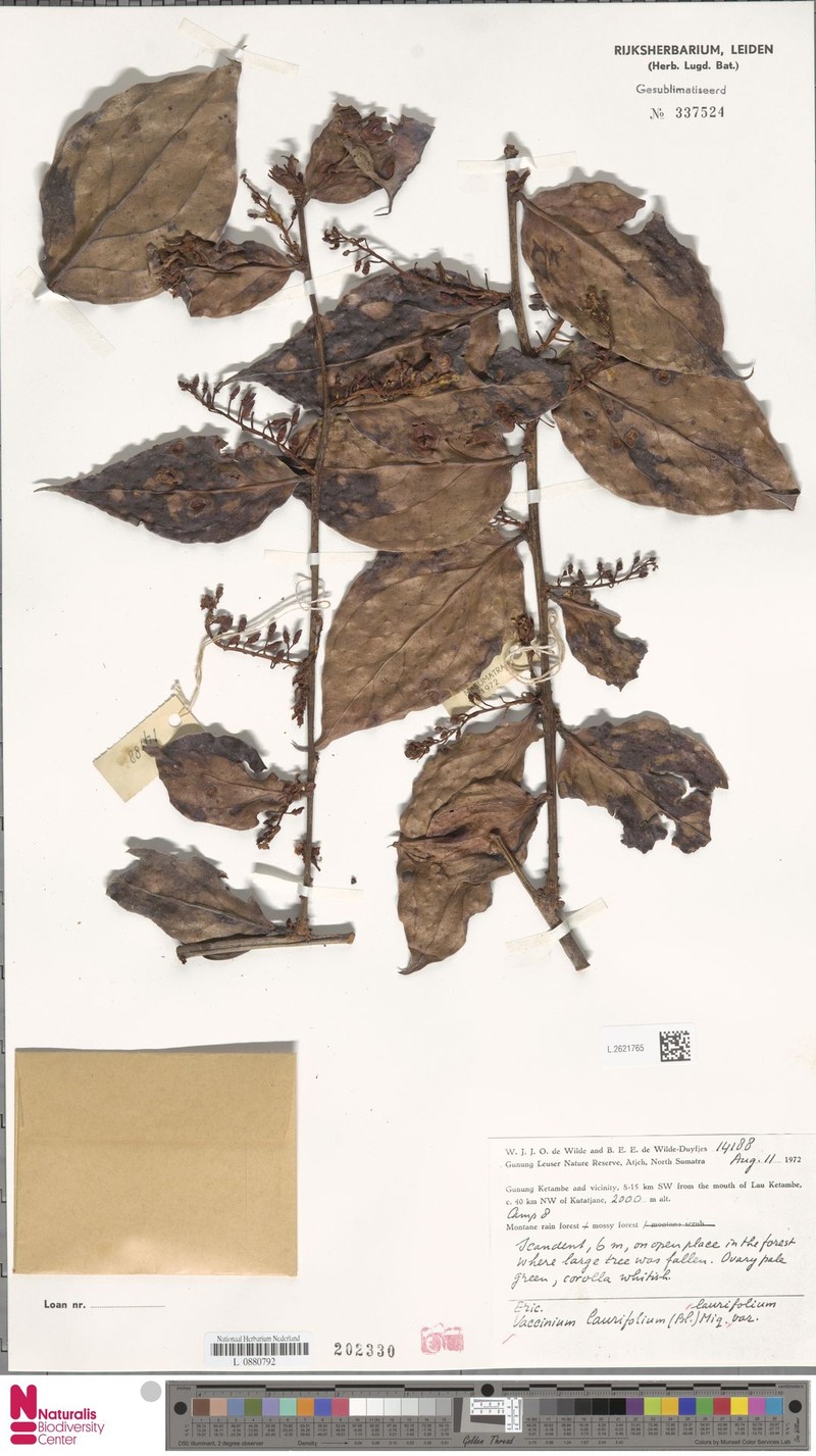 Vaccinium laurifolium var. laurifolium photo 4