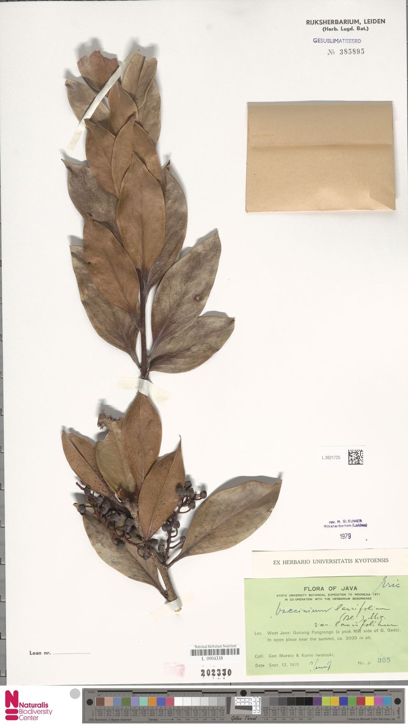 Vaccinium laurifolium var. laurifolium photo 5