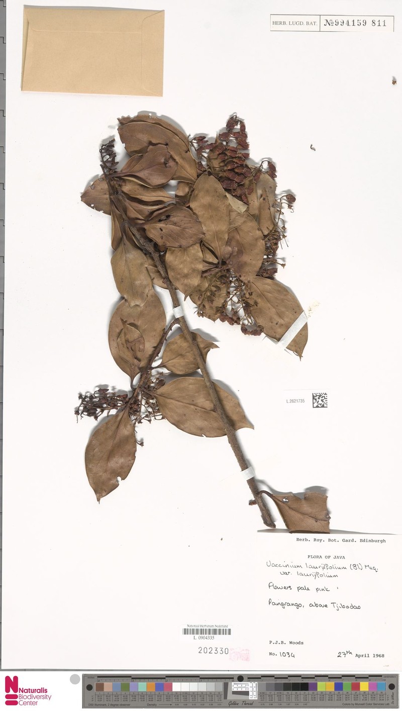 Vaccinium laurifolium var. laurifolium photo 6