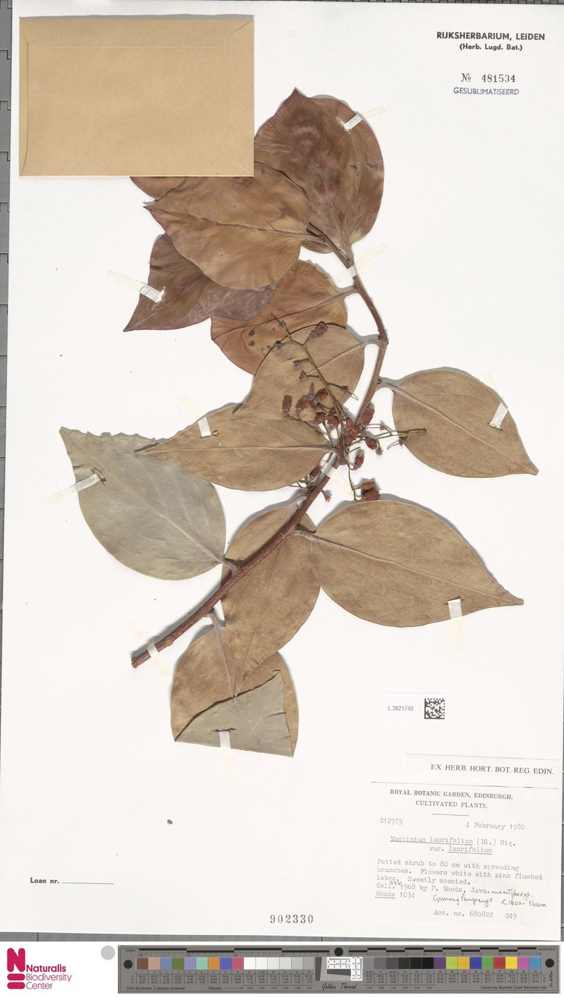 Vaccinium laurifolium var. laurifolium photo 7