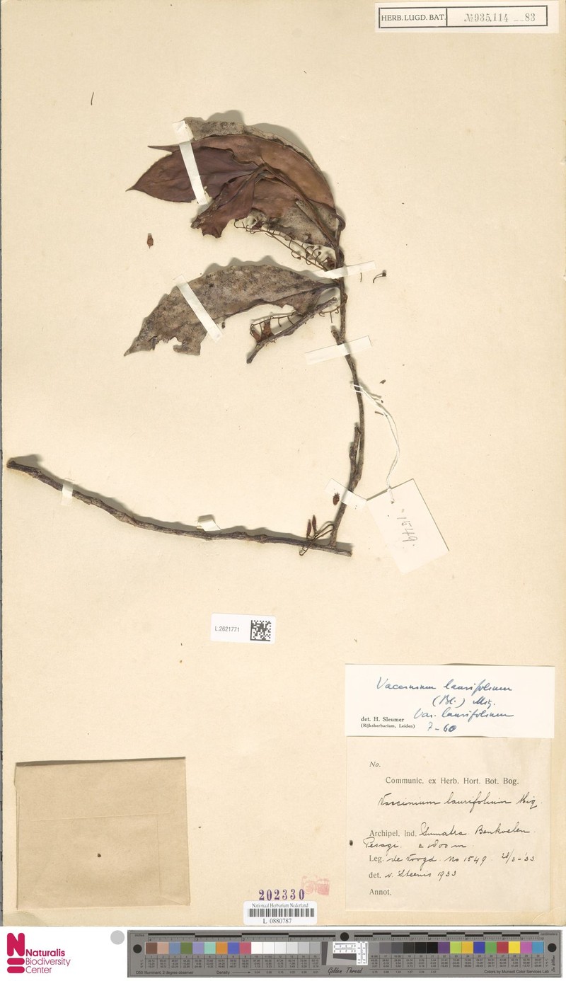 Vaccinium laurifolium var. laurifolium photo 8