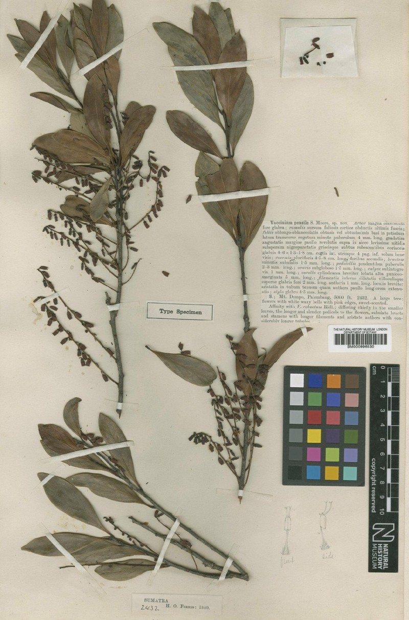 Vaccinium laurifolium var. pensile